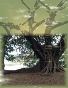 Australia - Page 051